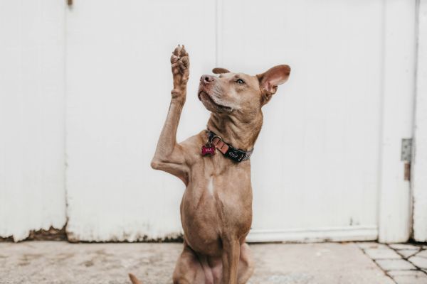 cash advance places near me image 3 dog raising hand