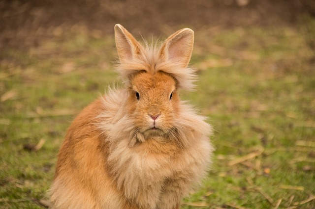 best gig apps long haired rabbit image 2