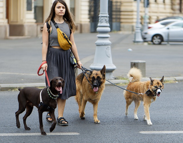 best gig apps image 1 dog walker